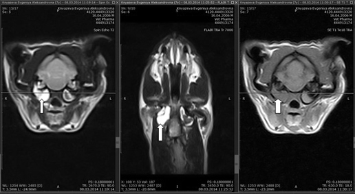 МРТ  кошки с периферическими вестибулярными симптомами